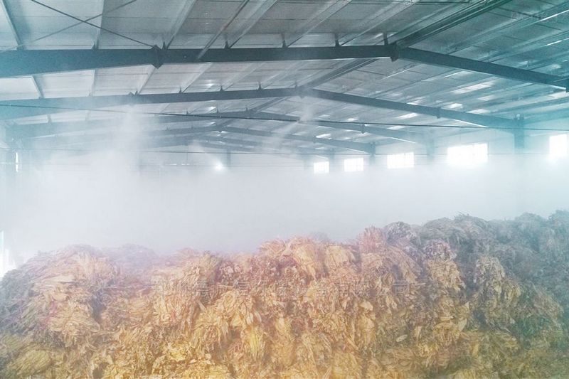 提升烟叶加工质量，高效回潮很重要