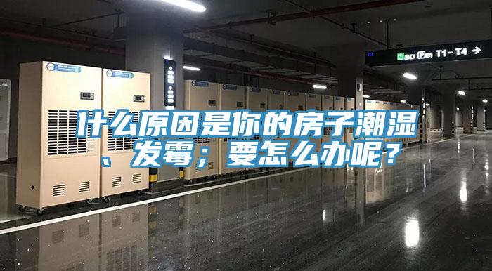 什么原因是你的房子潮湿、发霉；要怎么办呢？