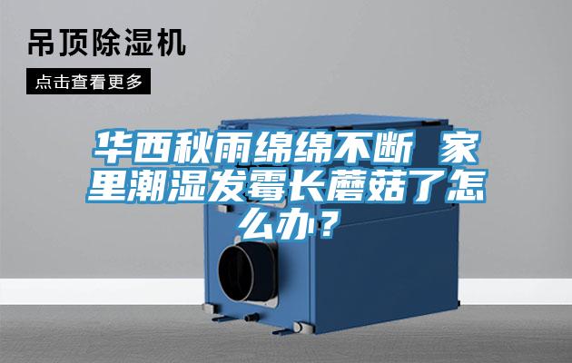 华西秋雨绵绵不断 家里潮湿发霉长蘑菇了怎么办？