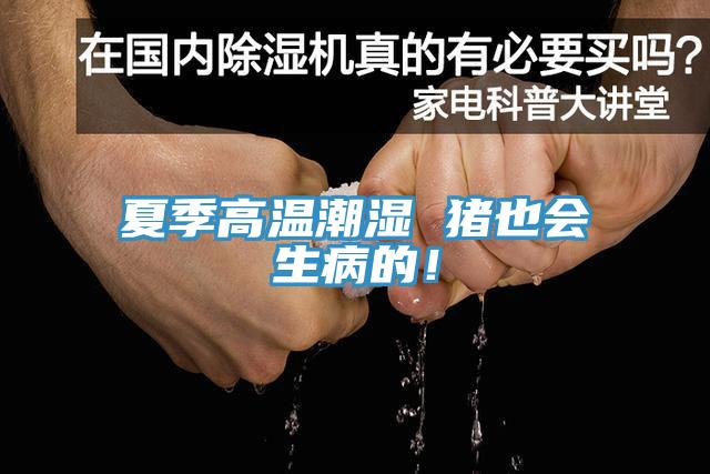 夏季高温潮湿 猪也会生病的！