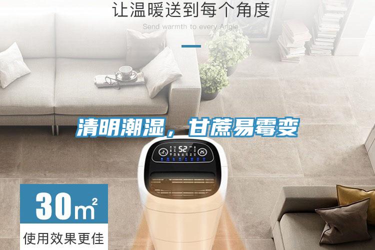 清明潮湿，甘蔗易霉变