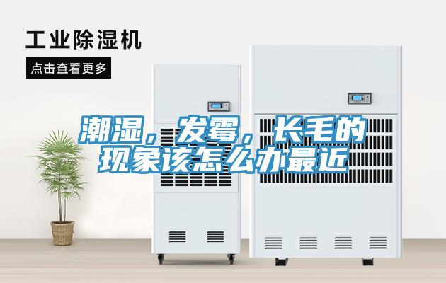 潮湿，发霉，长毛的现象该怎么办最近