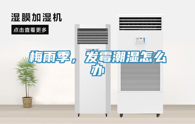 梅雨季，发霉潮湿怎么办