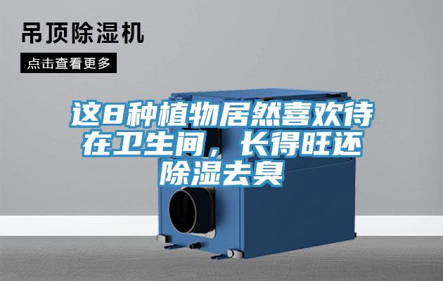 这8种植物居然喜欢待在卫生间，长得旺还除湿去臭