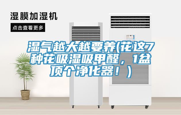 湿气越大越要养(花这7种花吸湿吸甲醛，1盆顶个净化器！)