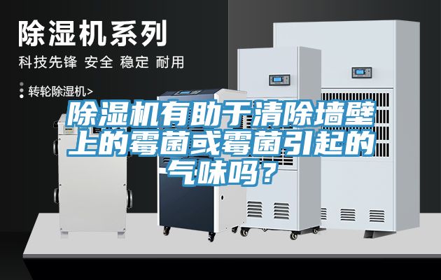 MR.好色破解版有助于清除墙壁上的霉菌或霉菌引起的气味吗？